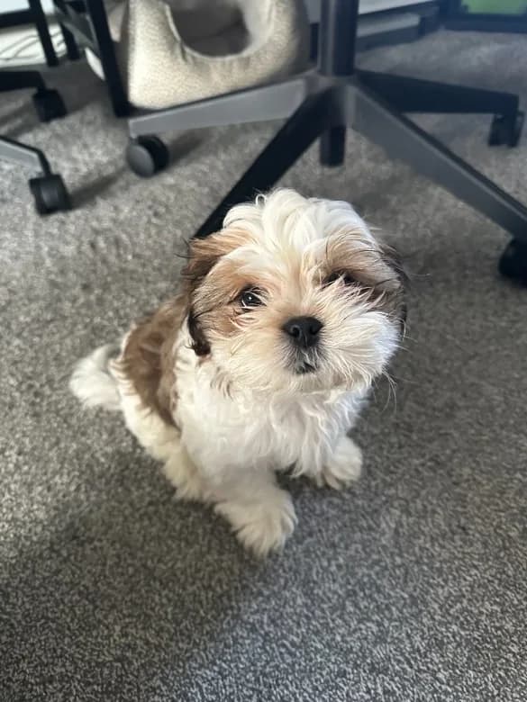Rufus the puppy sitting on a carpet and looking up at the camera