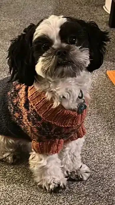 Gus the dog sitting alert in a knitted jumper