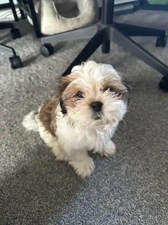 Rufus the puppy sitting on a carpet and looking up at the camera